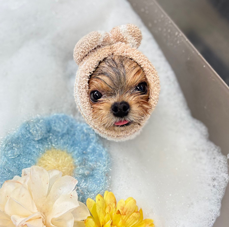 【本店】2025年9月20日のワンちゃん達♪