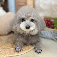 【本店】2025年9月25日のワンちゃん達♪