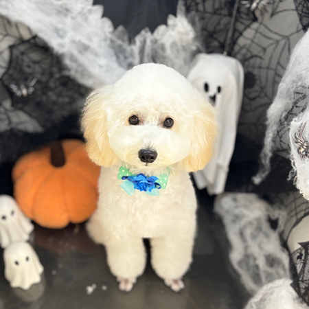 【本店】2025年9月29日のワンちゃん達♪