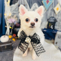 【池下店】2025年9月26日のワンちゃん達♪