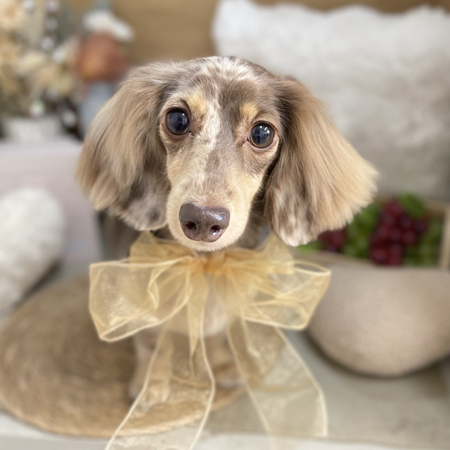 【本店】2025年9月27日のワンちゃん達♪