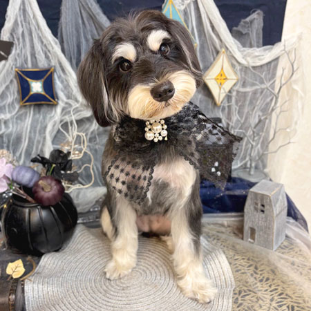 【池下店】2025年9月28日のワンちゃん達♪