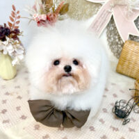 【池下店】2025年9月11日のワンちゃん達♪