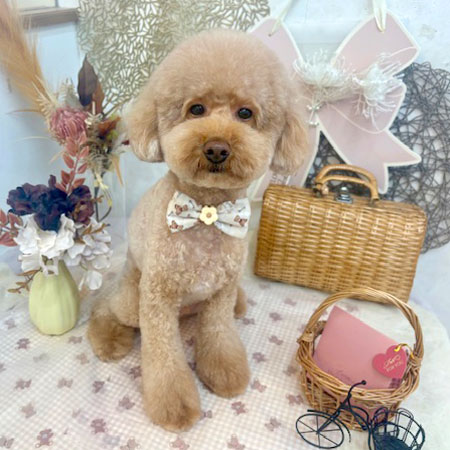 【池下店】2025年9月21日のワンちゃん達♪