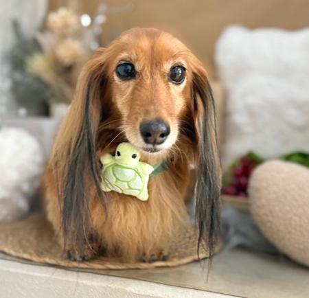 【本店】2025年9月4日のワンちゃん達♪