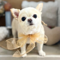 【本店】2025年9月6日のワンちゃん達♪