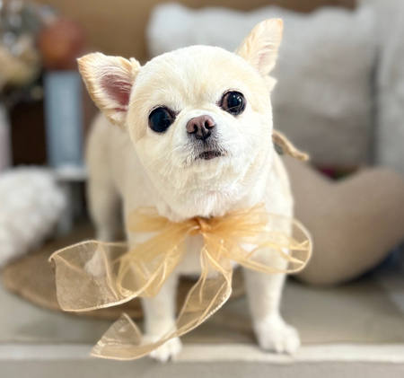 【本店】2025年9月6日のワンちゃん達♪