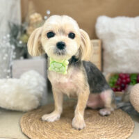 【本店】2025年9月7日のワンちゃん達♪