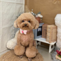 【本店】2025年9月19日のワンちゃん達♪