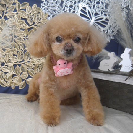 【山手店】2025年9月6日のワンちゃん達♪