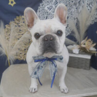 【山手店】2025年9月13日のワンちゃん達♪