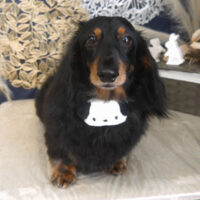 【山手店】2025年9月15日のワンちゃん達♪