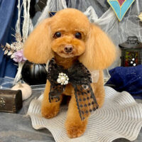 【池下店】2025年10月17日のワンちゃん達♪