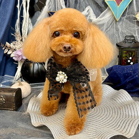 【池下店】2025年10月17日のワンちゃん達♪