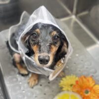 【本店】2025年10月31日のワンちゃん達♪