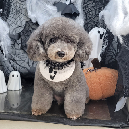 【本店】2025年10月17日のワンちゃん達♪