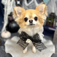 【池下店】2025年10月27日のワンちゃん達♪