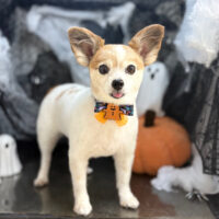 【本店】2025年10月4日のワンちゃん達♪