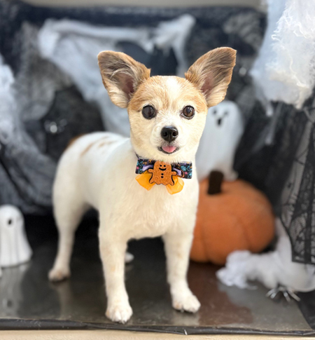 【本店】2025年10月4日のワンちゃん達♪