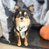 【本店】2025年10月12日のワンちゃん達♪