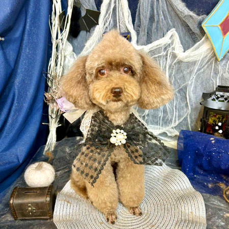 ランチアブルー　　　　　　　　　　　　　　　　【極美品】FLORSHEIM 楽天市場】フローシャイム FLORSHEIM 14226-062 BELFAST