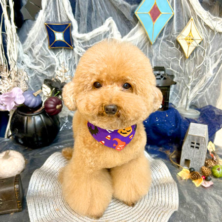 ランチアブルー　　　　　　　　　　　　　　　　【極美品】FLORSHEIM 185221776_o1.jpg?