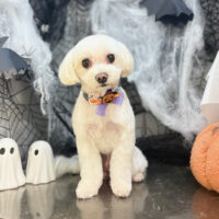 【本店】2025年10月18日のワンちゃん達♪