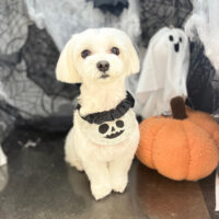 【本店】2025年10月20日のワンちゃん達♪