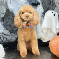 【本店】2025年10月24日のワンちゃん達♪