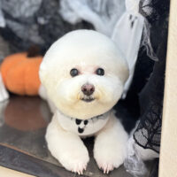 【本店】2025年10月2日のワンちゃん達♪