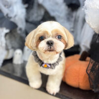 【本店】2025年10月5日のワンちゃん達♪