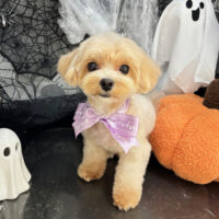 【本店】2025年10月10日のワンちゃん達♪