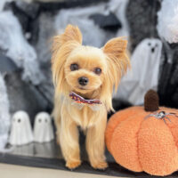 【本店】2025年10月13日のワンちゃん達♪