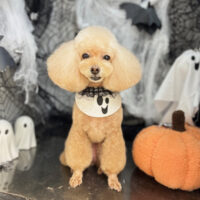 【本店】2025年10月19日のワンちゃん達♪