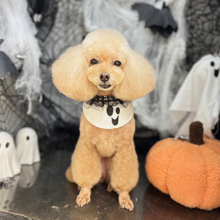 【本店】2025年10月19日のワンちゃん達♪