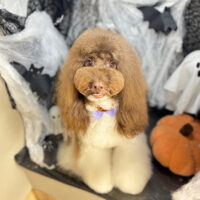 【本店】2025年10月25日のワンちゃん達♪