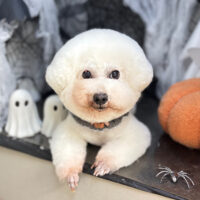 【本店】2025年10月26日のワンちゃん達♪