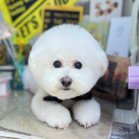 【本店】2025年10月30日のワンちゃん達♪