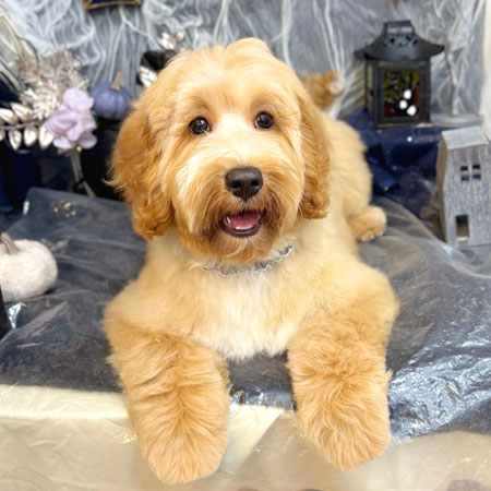 【池下店】2025年10月11日のワンちゃん達♪