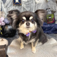 【池下店】2025年10月19日のワンちゃん達♪