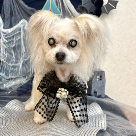 【池下店】2025年10月4日のワンちゃん達♪