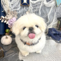 【池下店】2025年10月9日のワンちゃん達♪