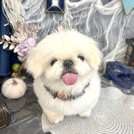 【池下店】2025年10月9日のワンちゃん達♪