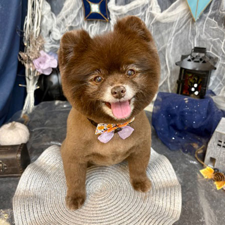 池下店】2025年10月16日のワンちゃん達♪ - 犬のトリミング