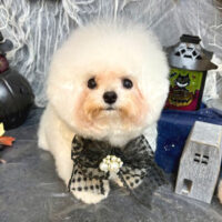 【池下店】2025年10月26日のワンちゃん達♪