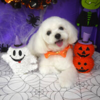 【山手店】2025年10月5日のワンちゃん達♪