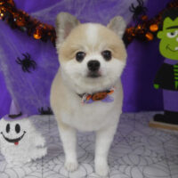 【山手店】2025年10月13日のワンちゃん達♪