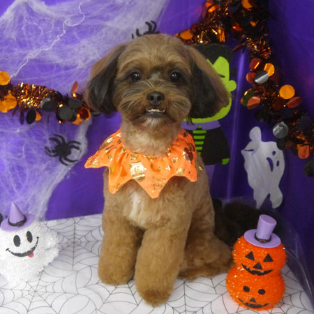 【山手店】2025年10月16日のワンちゃん達♪