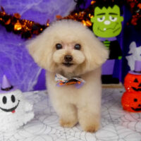 【山手店】2025年10月17日のワンちゃん達♪