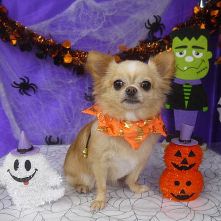 【山手店】2025年10月18日のワンちゃん達♪